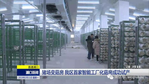 猪场蝶变菇房，人工智能赋能我区农业转型升级